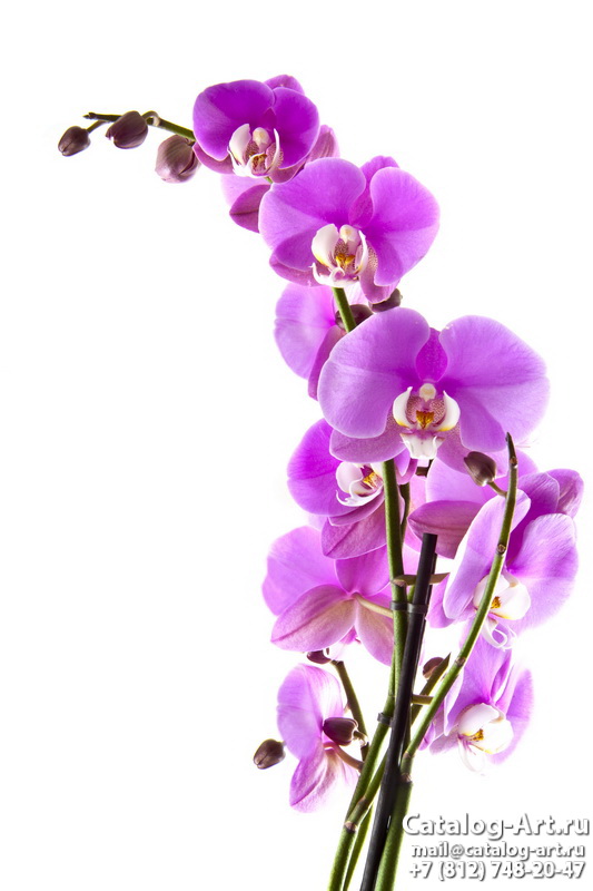Pink orchids 66